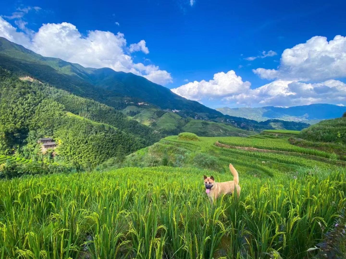 Longji Terrace La Vie Inn Longsheng Eksteriør bilde